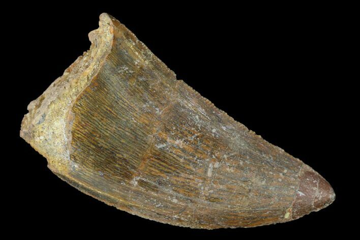 Serrated, Carcharodontosaurus Tooth - Real Dinosaur Tooth #156895